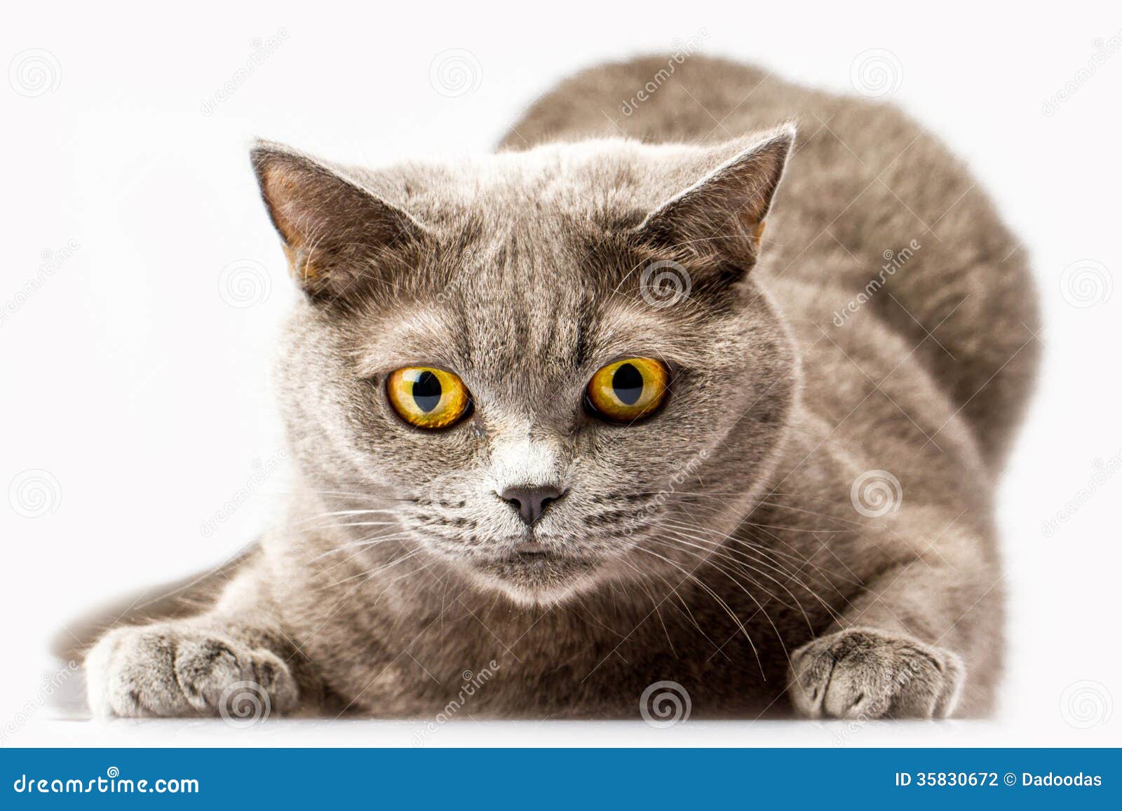 ashley sessoms recommends Britno Kitten