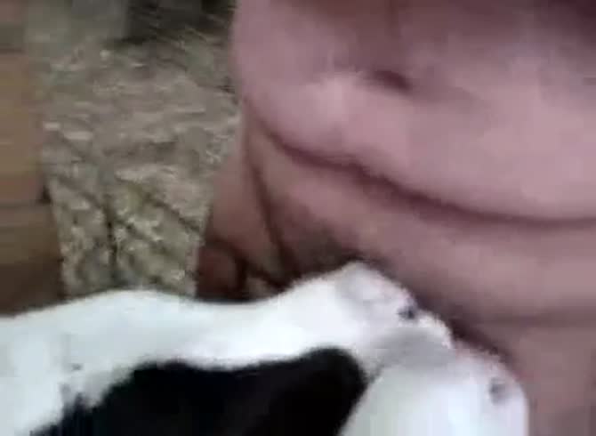 crystal wozniak recommends calf giving blow job pic
