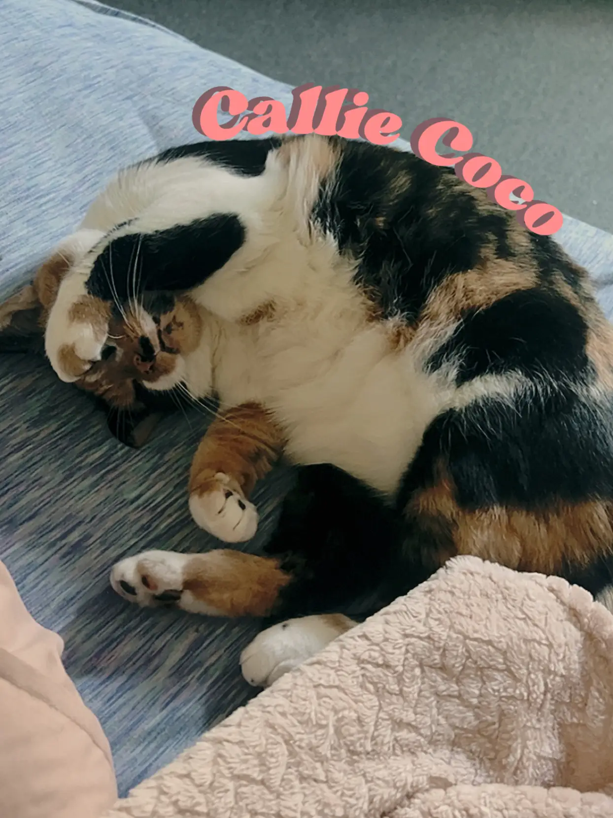 dawn corrie add callie coco photo