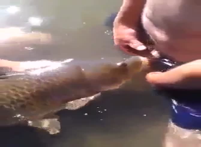 charan pal singh like carp blowjob photo angie lancaster recommends carp blowjob pic