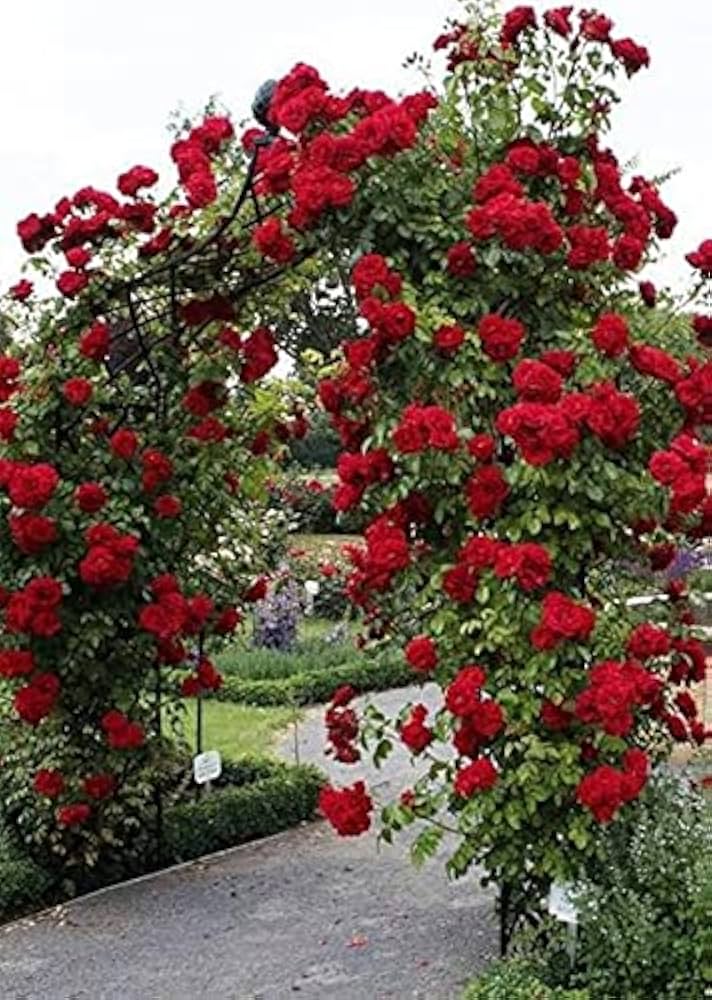 Best of Cherrie rose