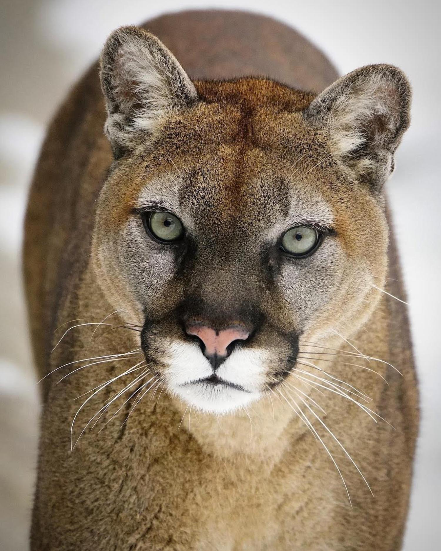 cougar swallow - molf cam cfnm swallow
