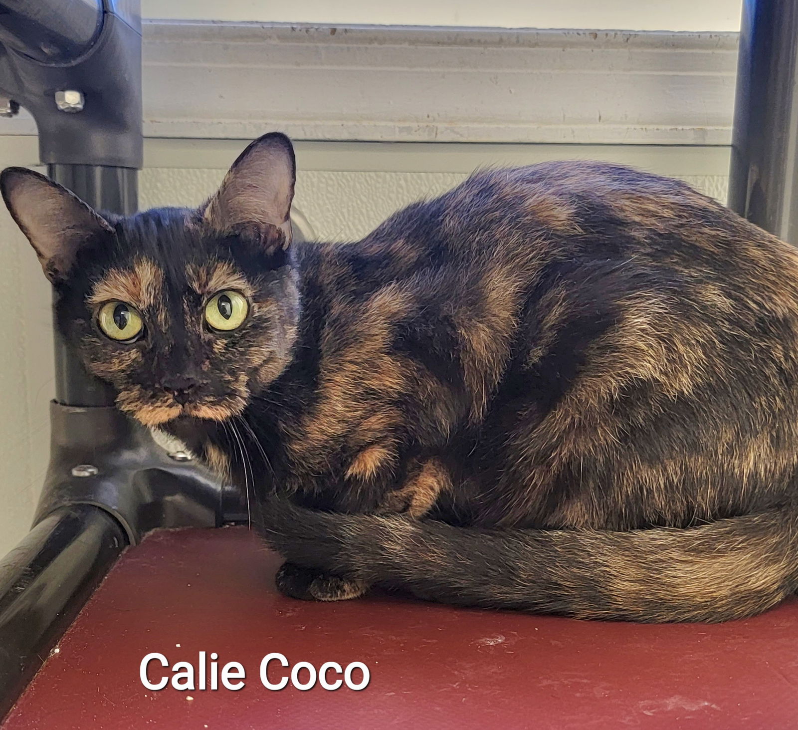 dang nguyen hong hanh recommends callie coco pic