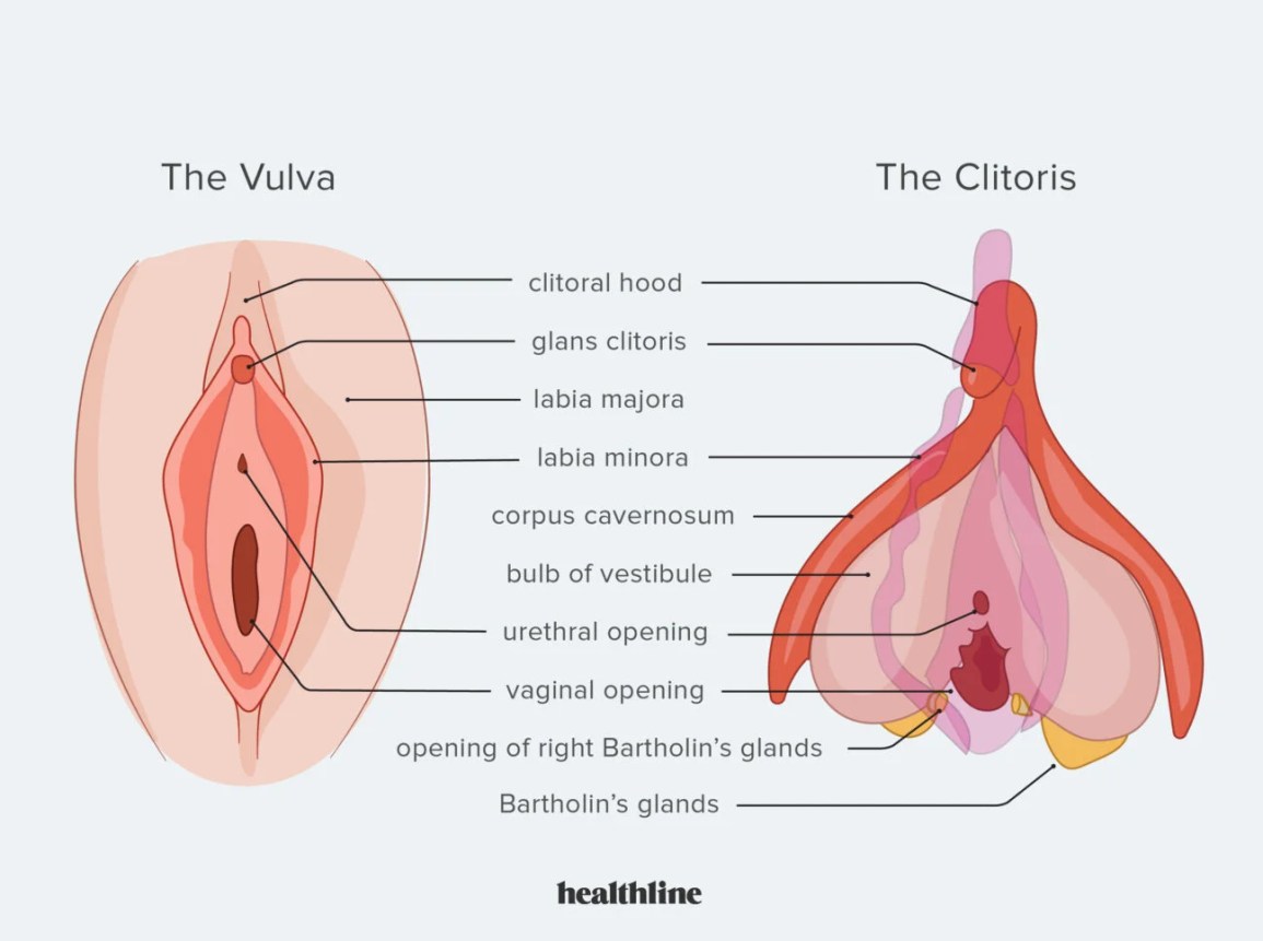 Big Clit Penetration site reddit