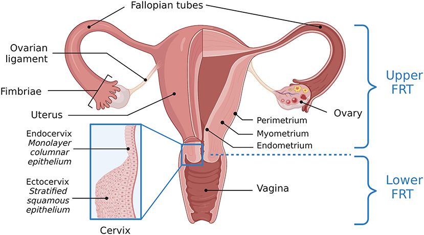 david quaile recommends indian mature tube pic