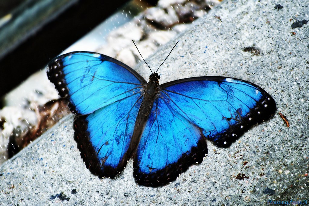 bandana chettri like drew butterfly photo barbara mulkey recommends drew butterfly pic