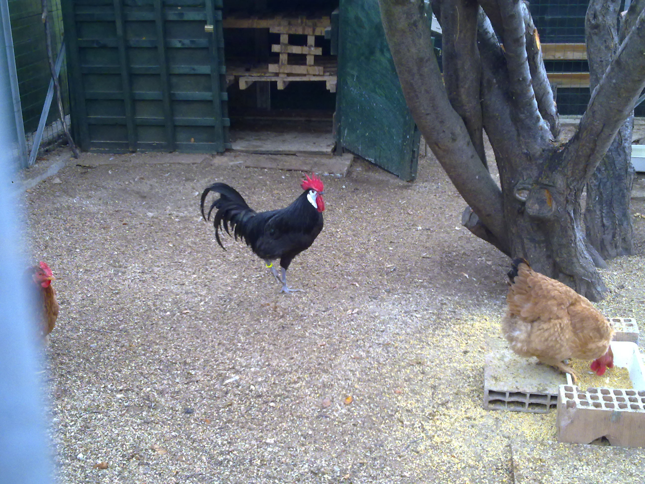Best of Spanish for cock