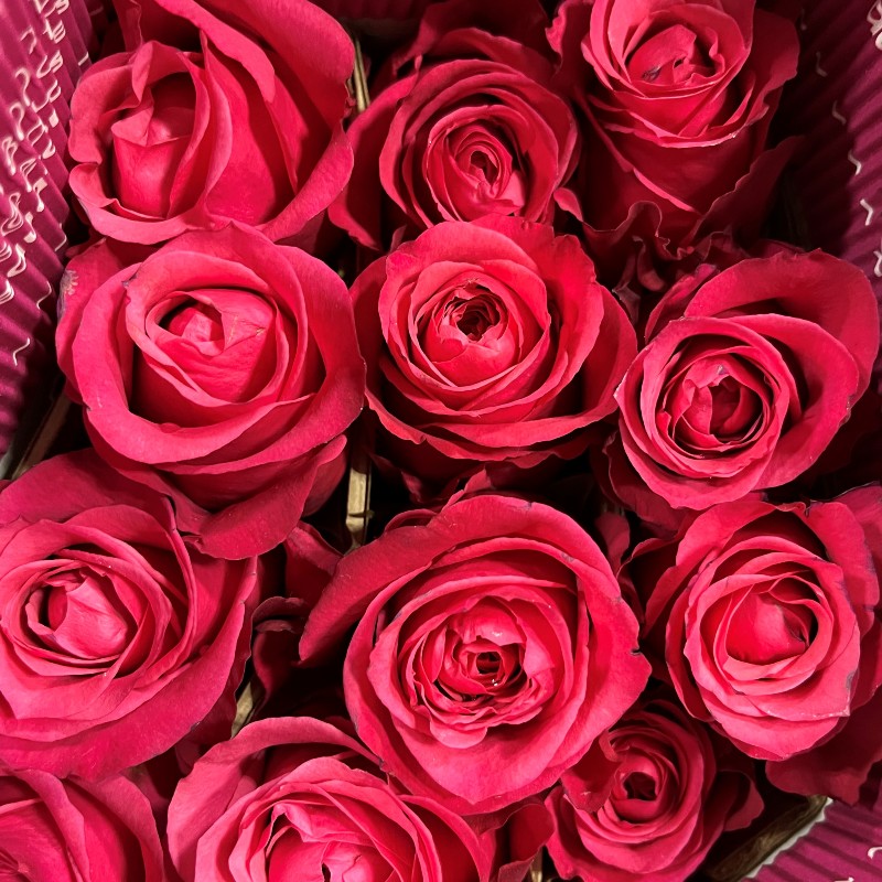 chelsea baird recommends Cherrie Rose