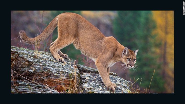 Best of Tease cougar