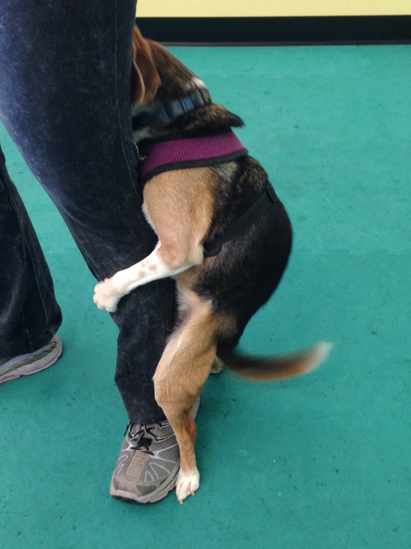 claire seibert recommends Leg Humping