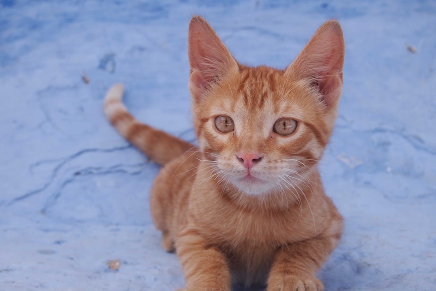 alyanna torres like britno kitten photo dan hackler recommends britno kitten pic