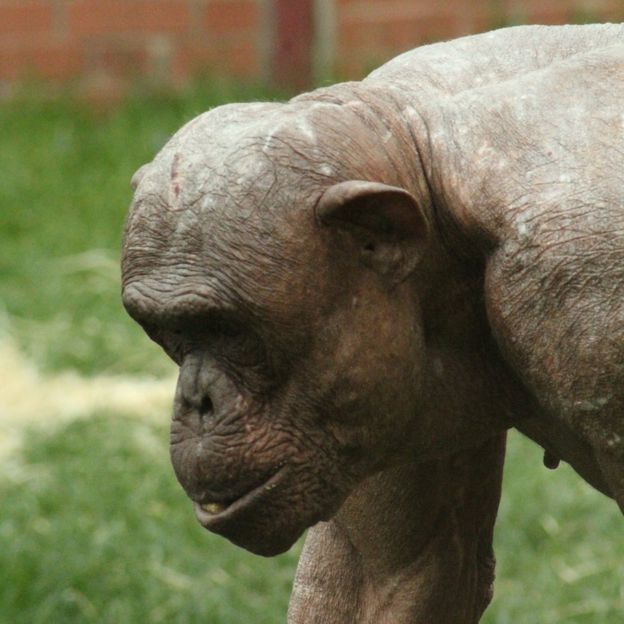 hairless penis - anna lisa wagner video nude vollyball