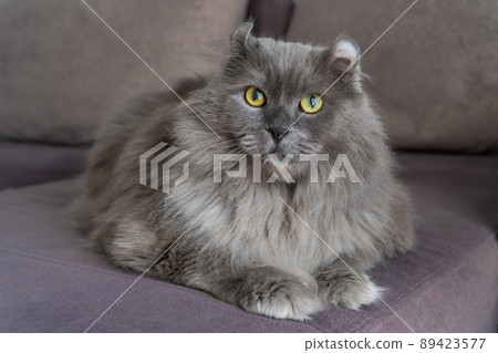 Best of Britno kitten