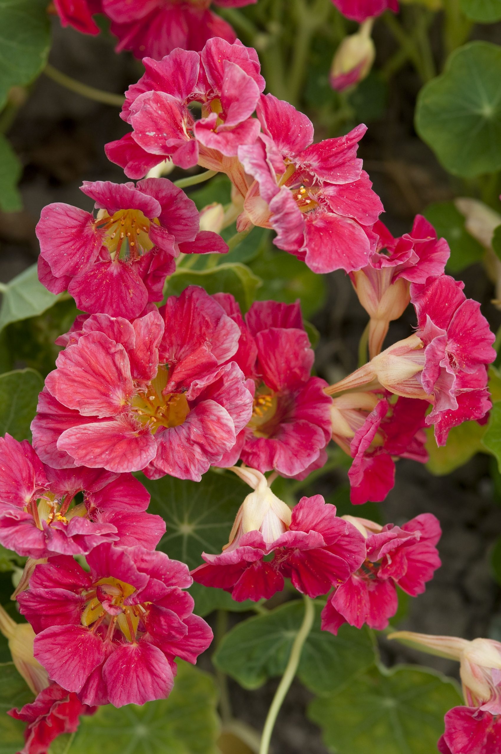 david kilby recommends Cherrie Rose