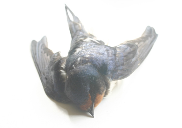 adam geoffory like first time swallow photo carter mcfadden recommends first time swallow pic
