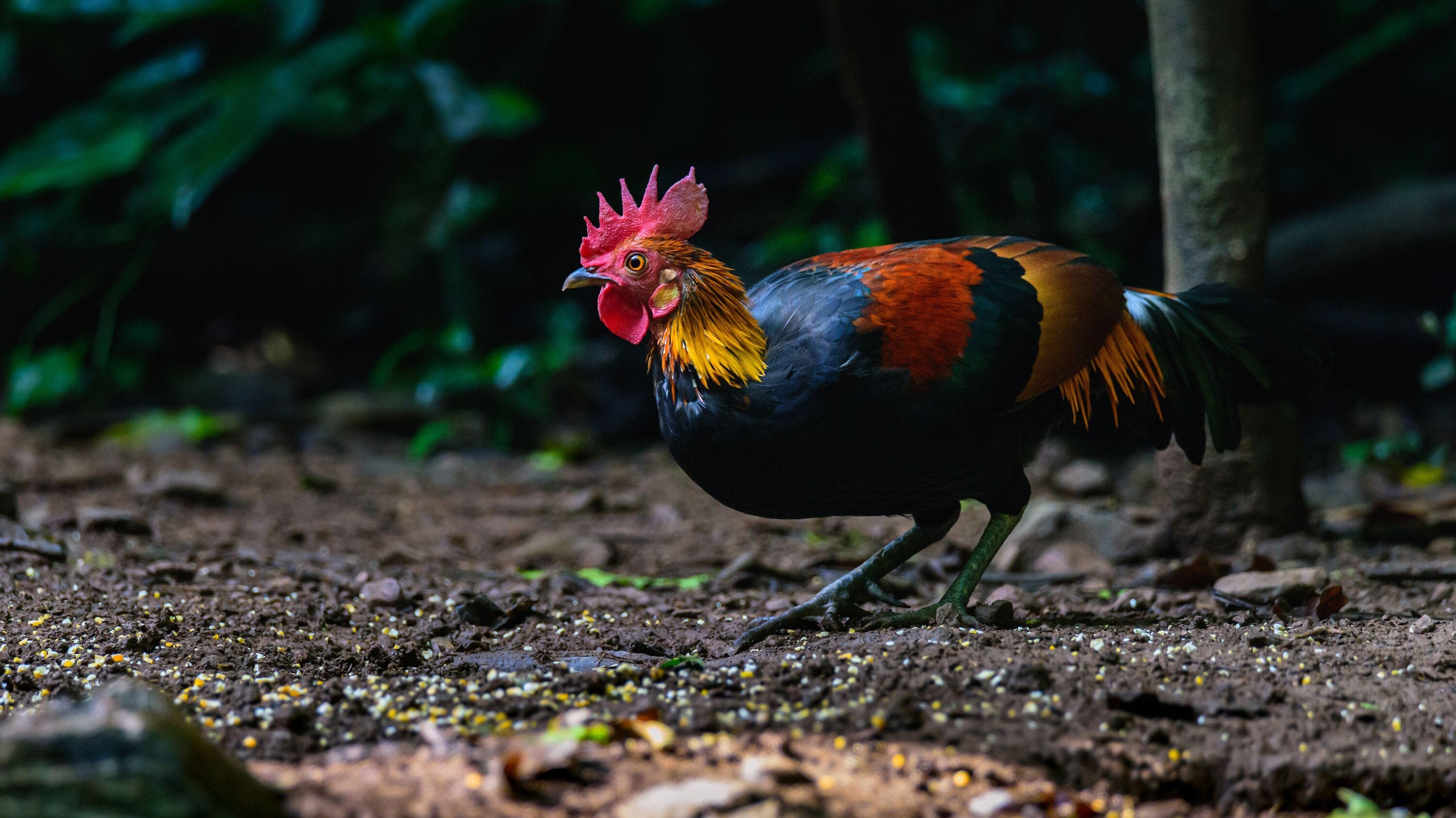bushra nesar recommends fowl fowl porn pic