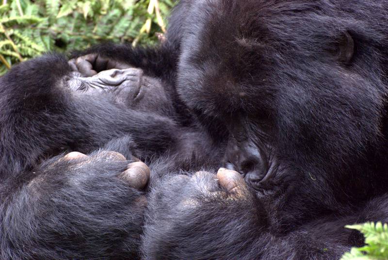 bob ty recommends gorilla pussy pic