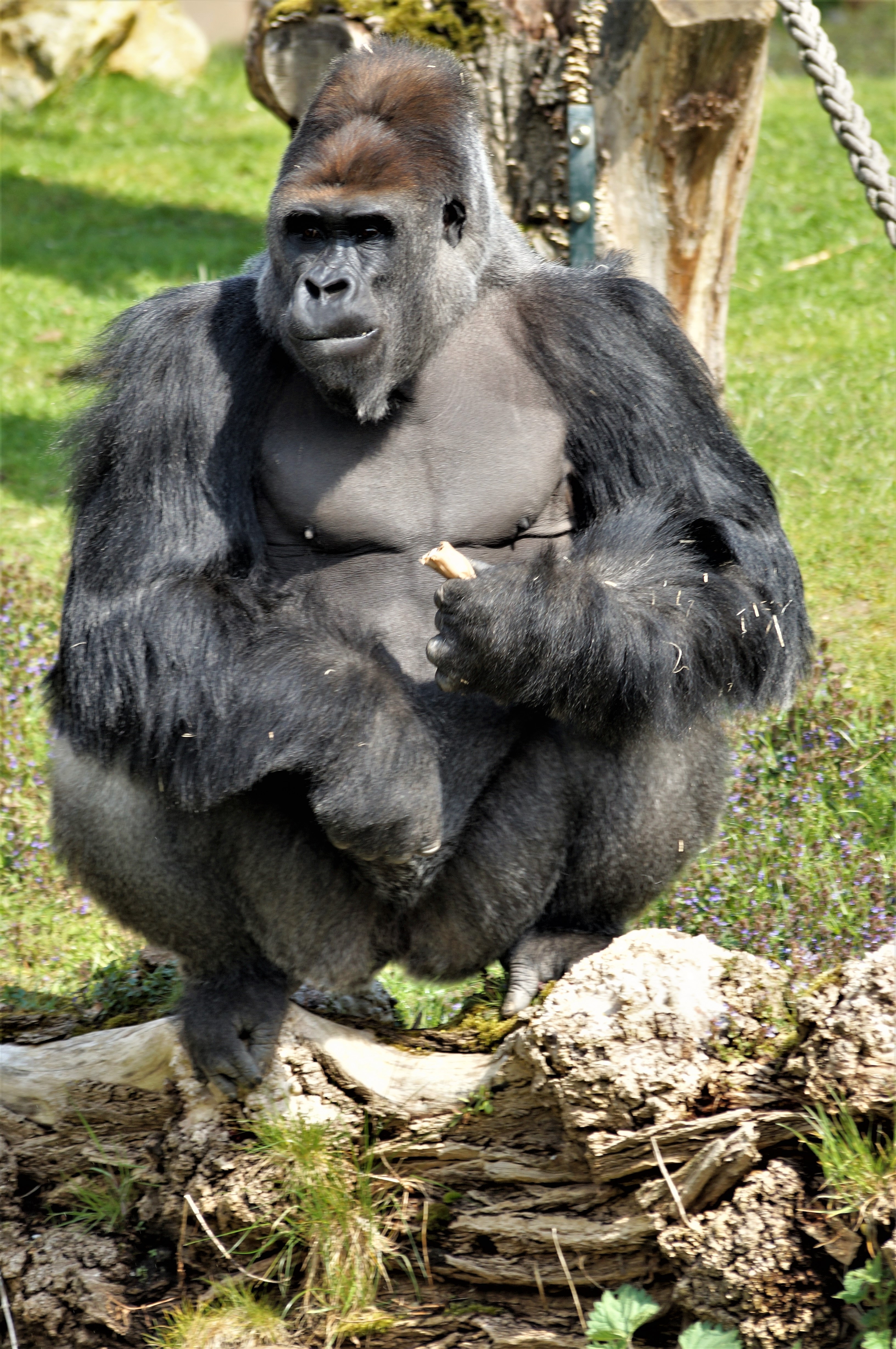 Best of Gorilla pussy