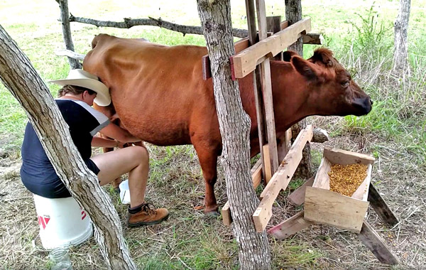 Best of Guys getting milked