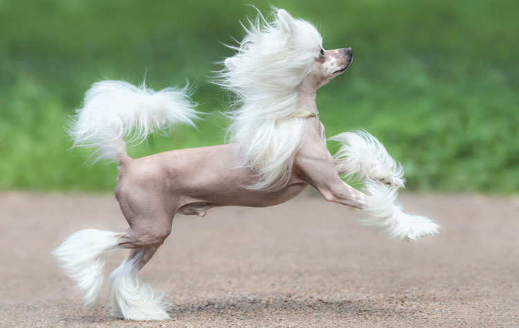 casey pfeffer recommends hot asian doggy pic