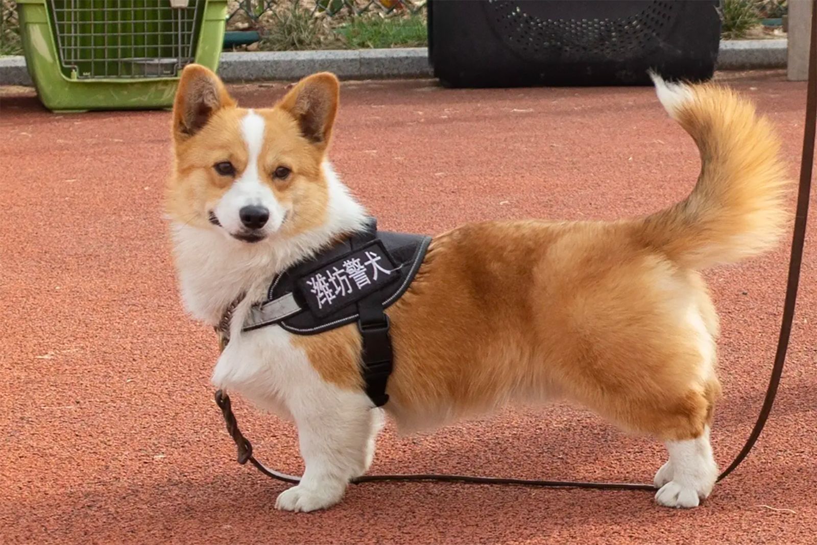 ameera almasri share hot asian doggy photos