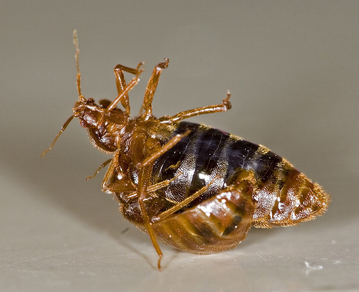 Dia zerva anal angela salvagno Insect Inside Pussy hentai vid