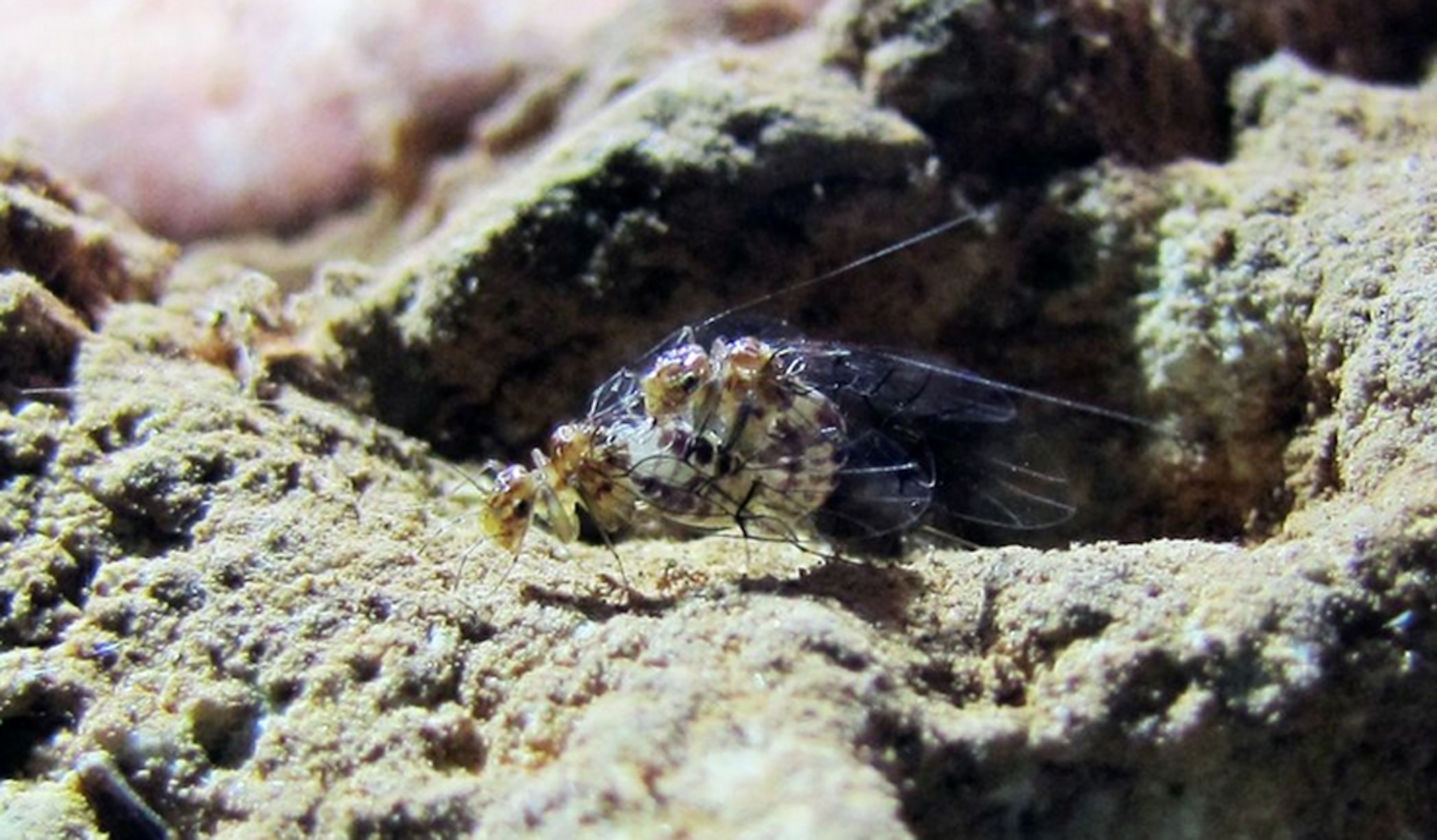 insect inside pussy like swimwear insect inside pussy