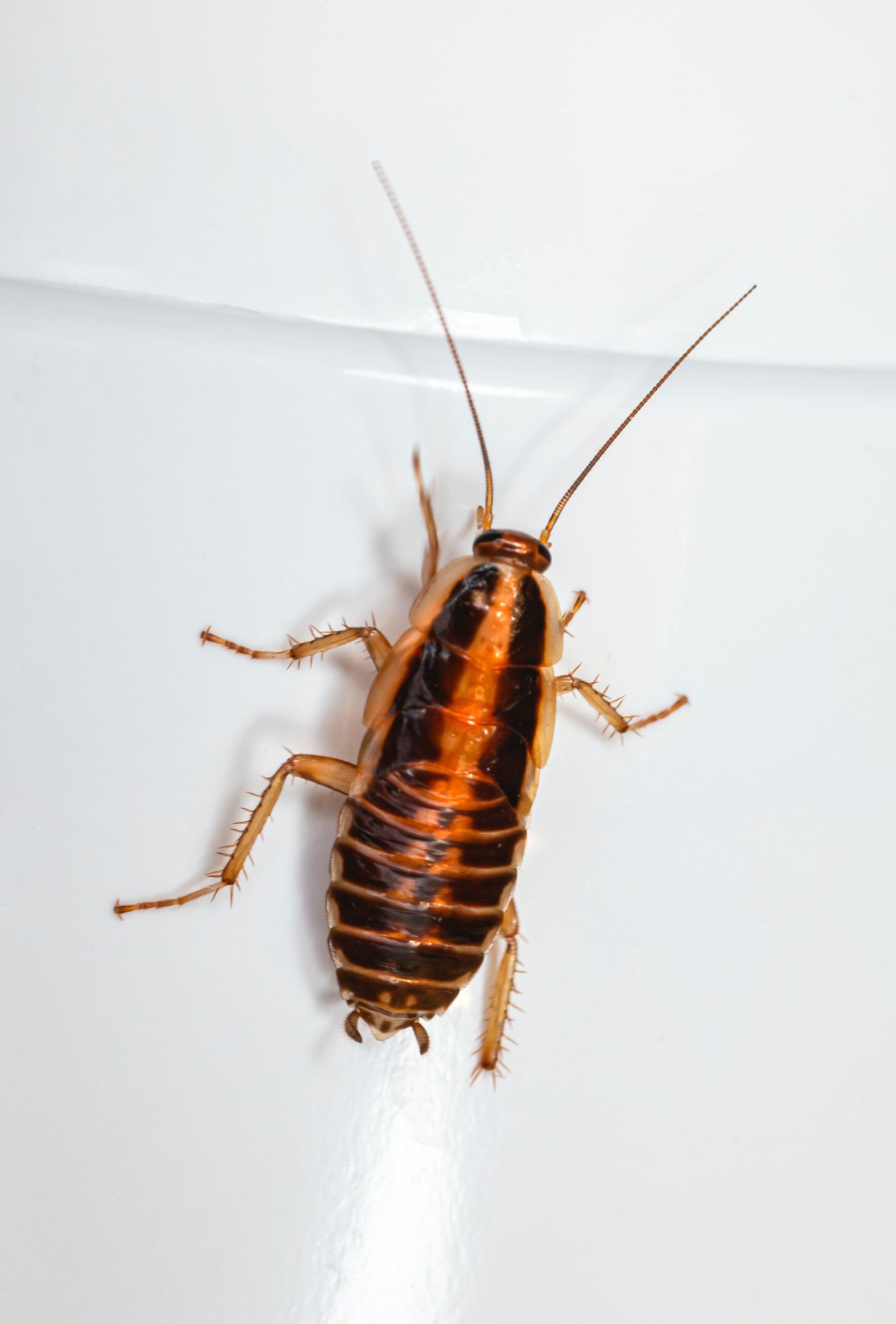 alina victoria recommends insect inside pussy aj messier add insect inside pussy photo