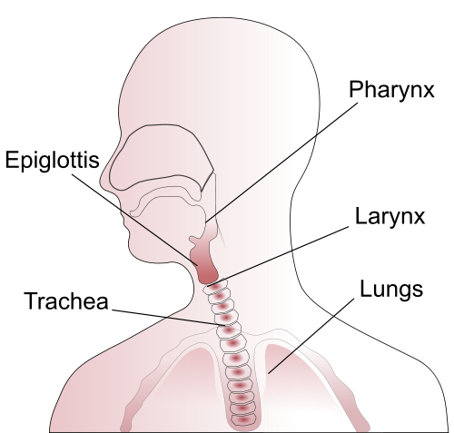 danielle bigelow recommends latina throat pic