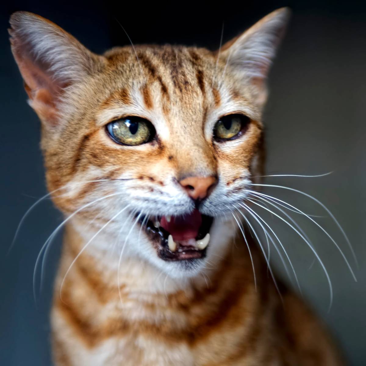 alabi segun like marcela kat photo diane chronister recommends marcela kat pic