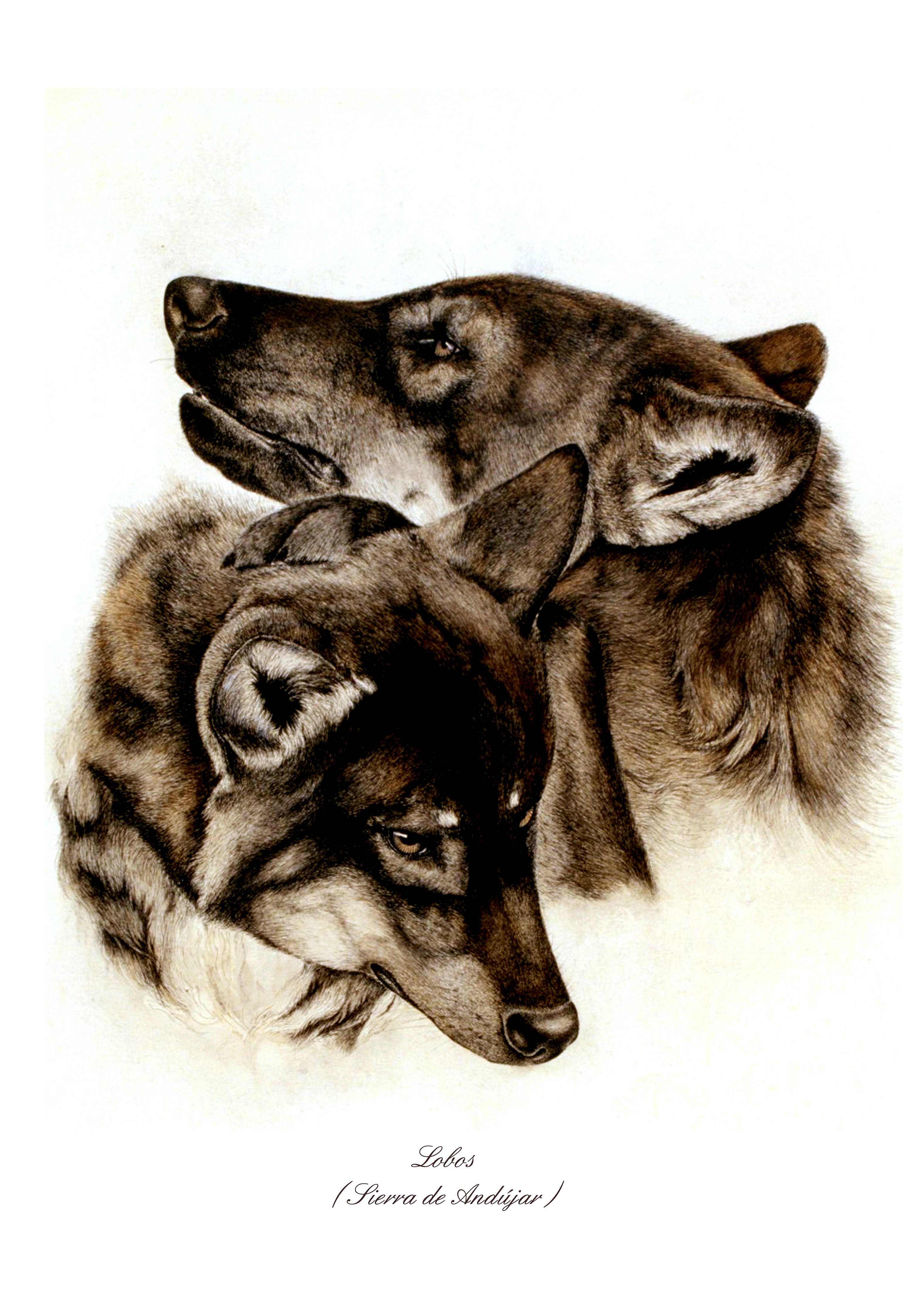 anita kelemen recommends Mena Wolf