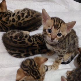 Best of peliculas completas heroticas andrew panayi share mfc kitten photos