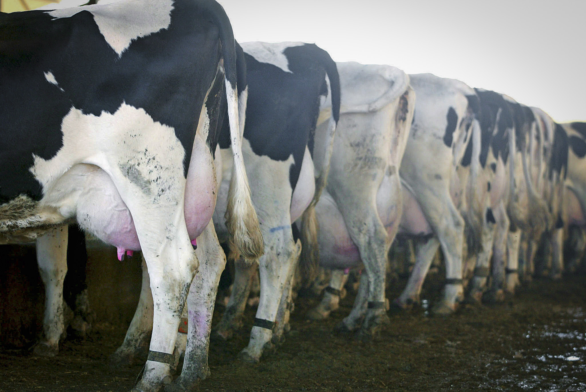 danny cosgrove recommends milked busted pic