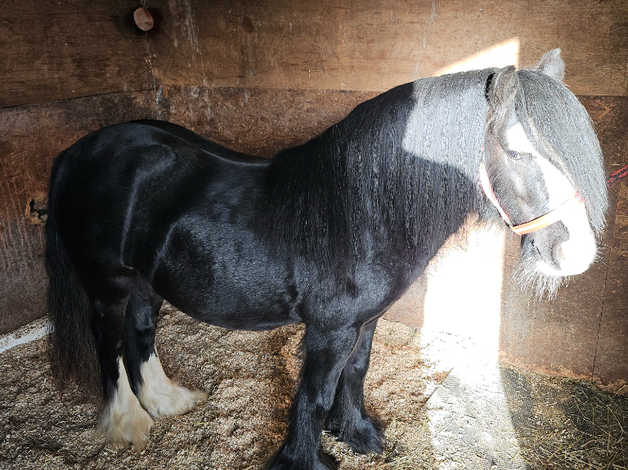 dan bodnar like mimi the stallion photo deborah croft recommends mimi the stallion pic