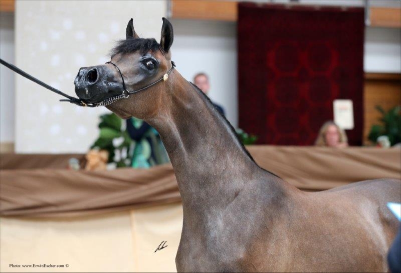 binit chandra recommends Mimi The Stallion