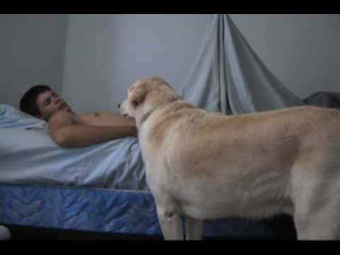 morning wood videos - lesbian scissoring comp dulcemoon video
