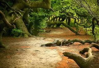 clive keeling share naked women in the woods photos
