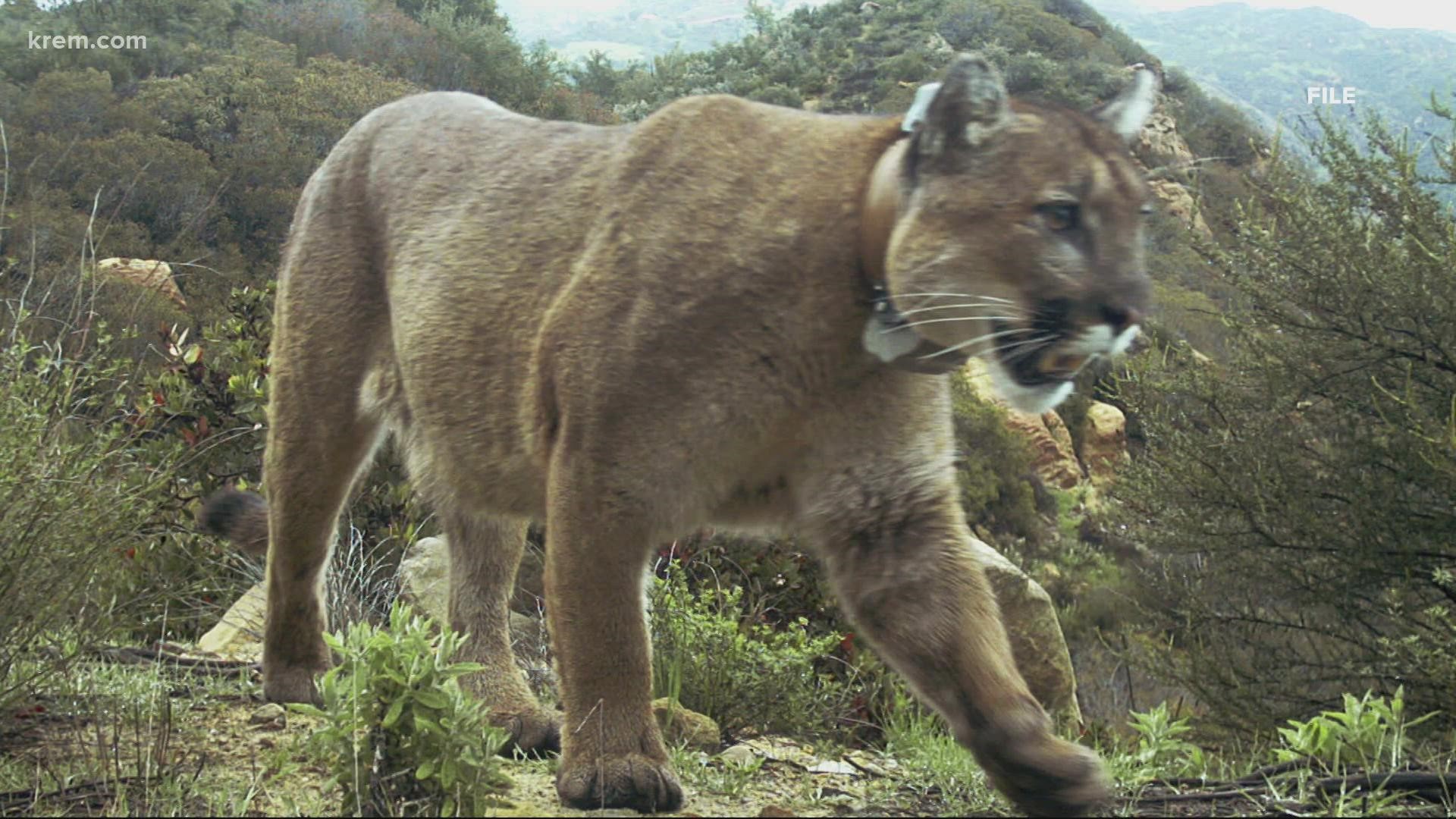 angelina h recommends old cougar videos pic