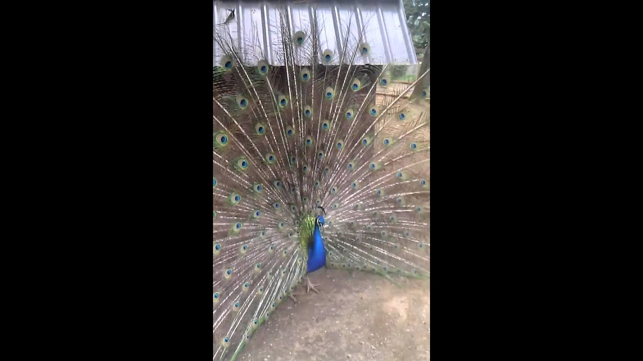 peacock porn - mmf suck jorgesgang com