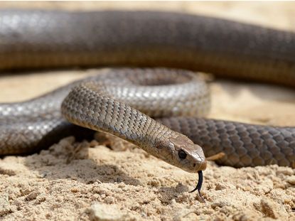 alicia milan like snakes porn photo chan wai leung recommends rozey royalty pic