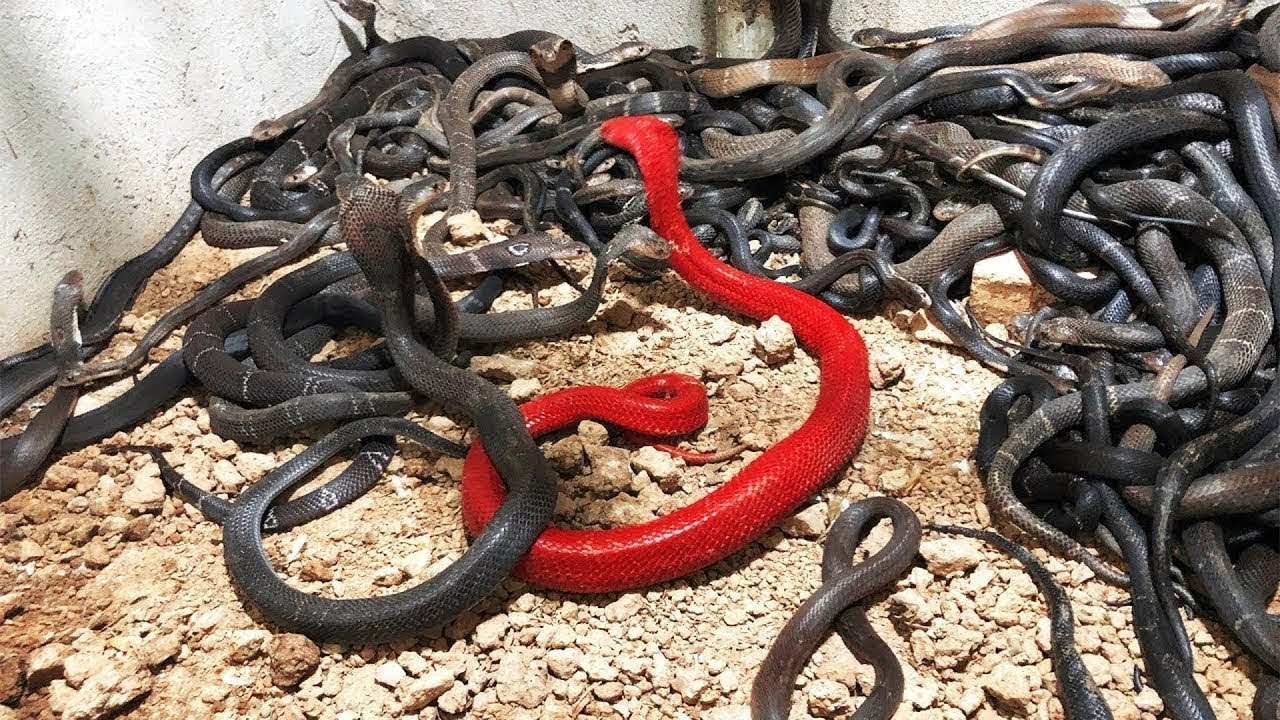 Best of Porn snakes