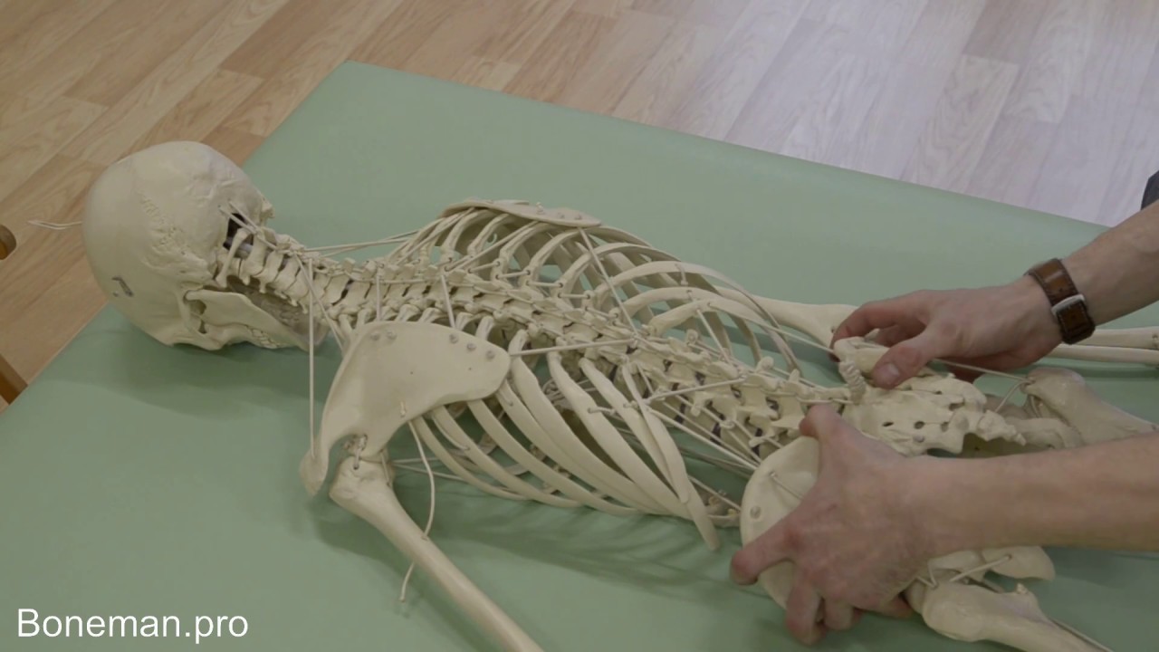 connie shelley recommends Prone Bone Pose