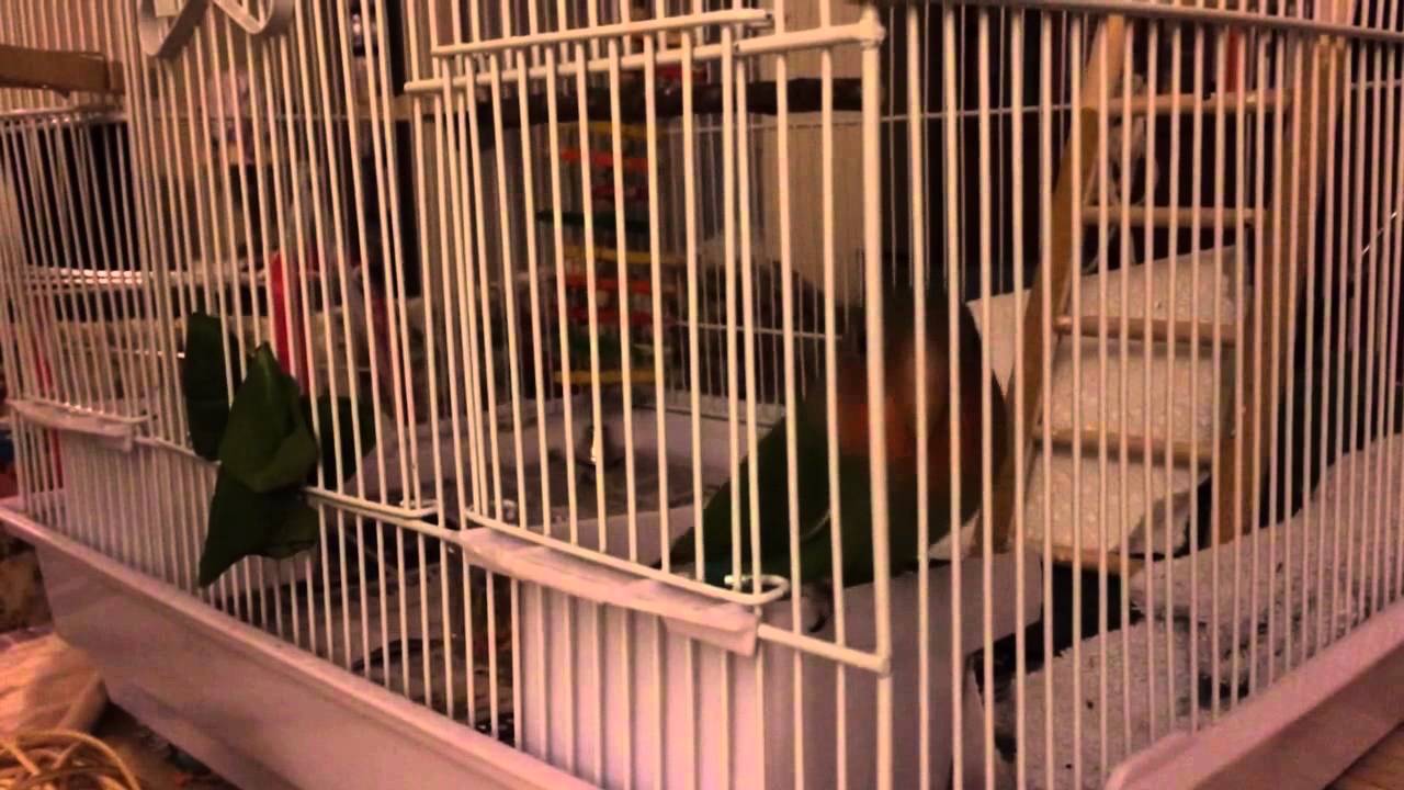 rosie cage - milana nude notdatsrs leaked