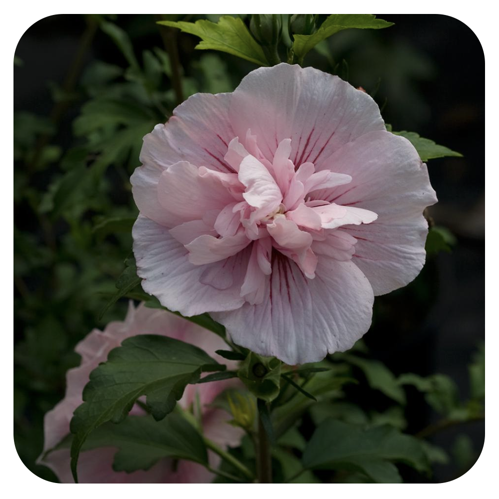 christos sketo like sharon pink photo becki sheets recommends sharon pink pic