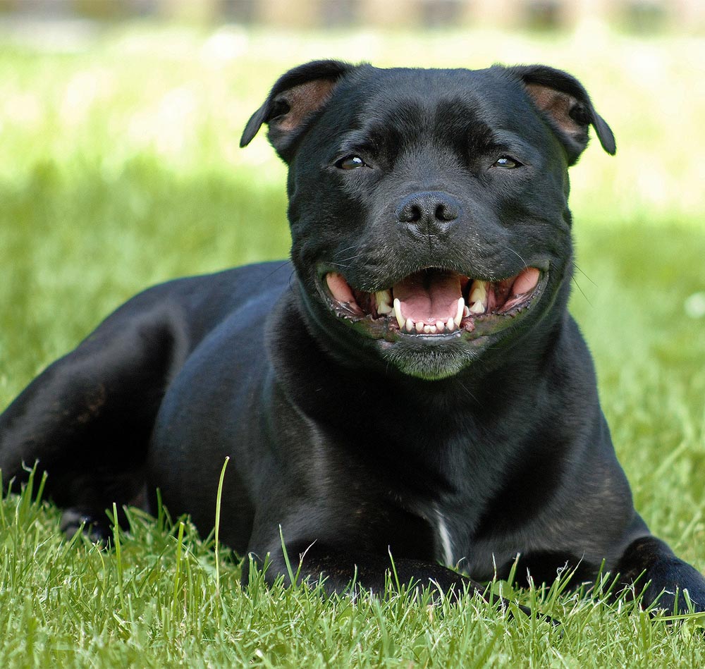 Unique porn hewitt porn Staffy Moreno smoking cigars