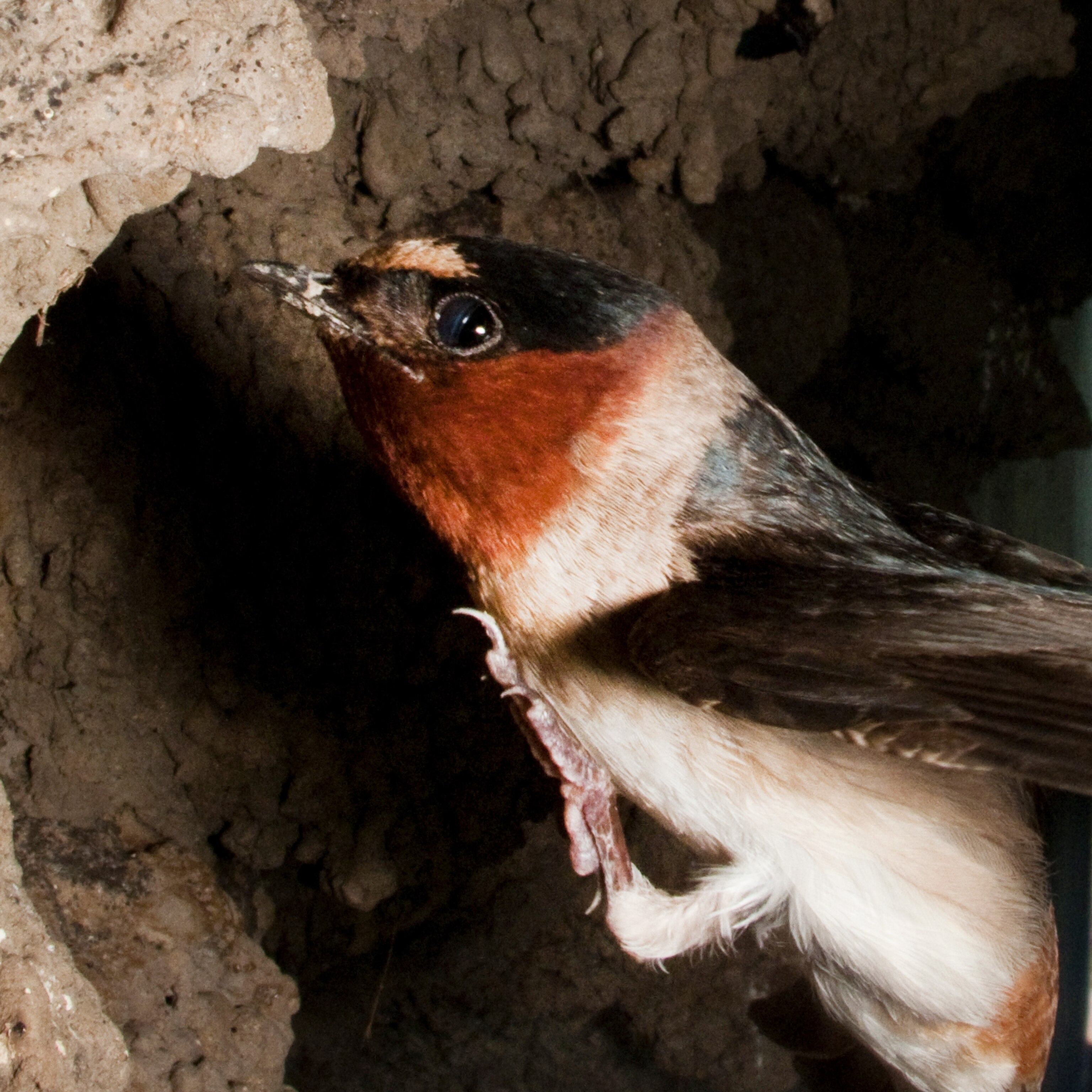 armando pereira like swallow com photo david samani recommends swallow com pic
