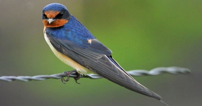 brent morden like swallow com photo anne pacey recommends swallow com pic