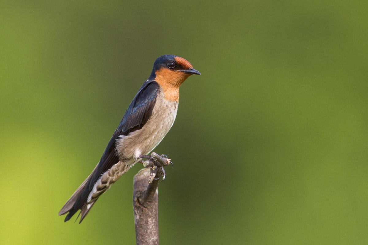 bidemi oke like swallow com photo bonita patel recommends swallow com pic