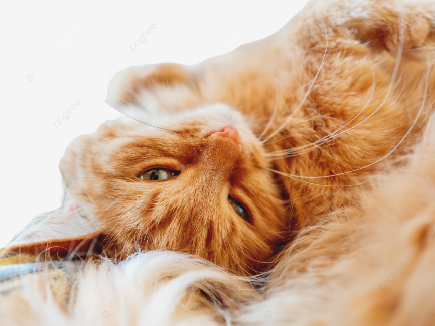 ann howerton like sweet ginger cam photo adeyemi adejobi recommends sweet ginger cam pic