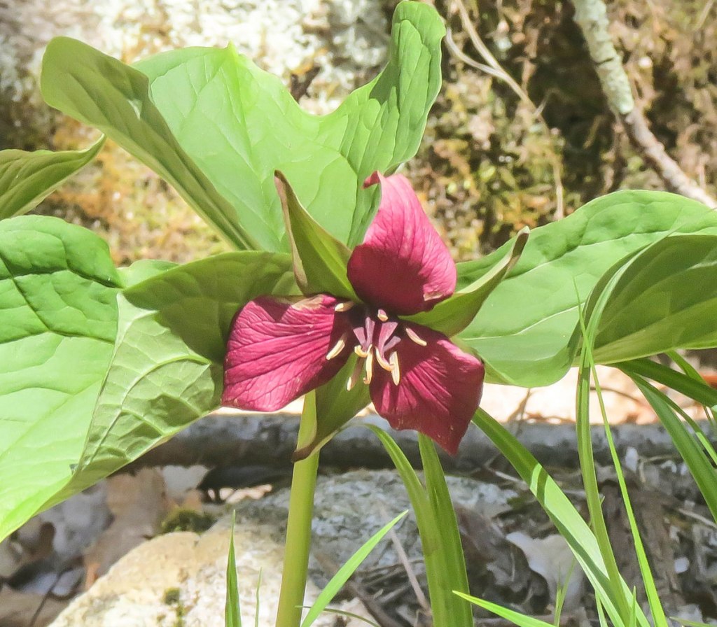 colleen jack like trillium blacked photo briannah wright recommends trillium blacked pic